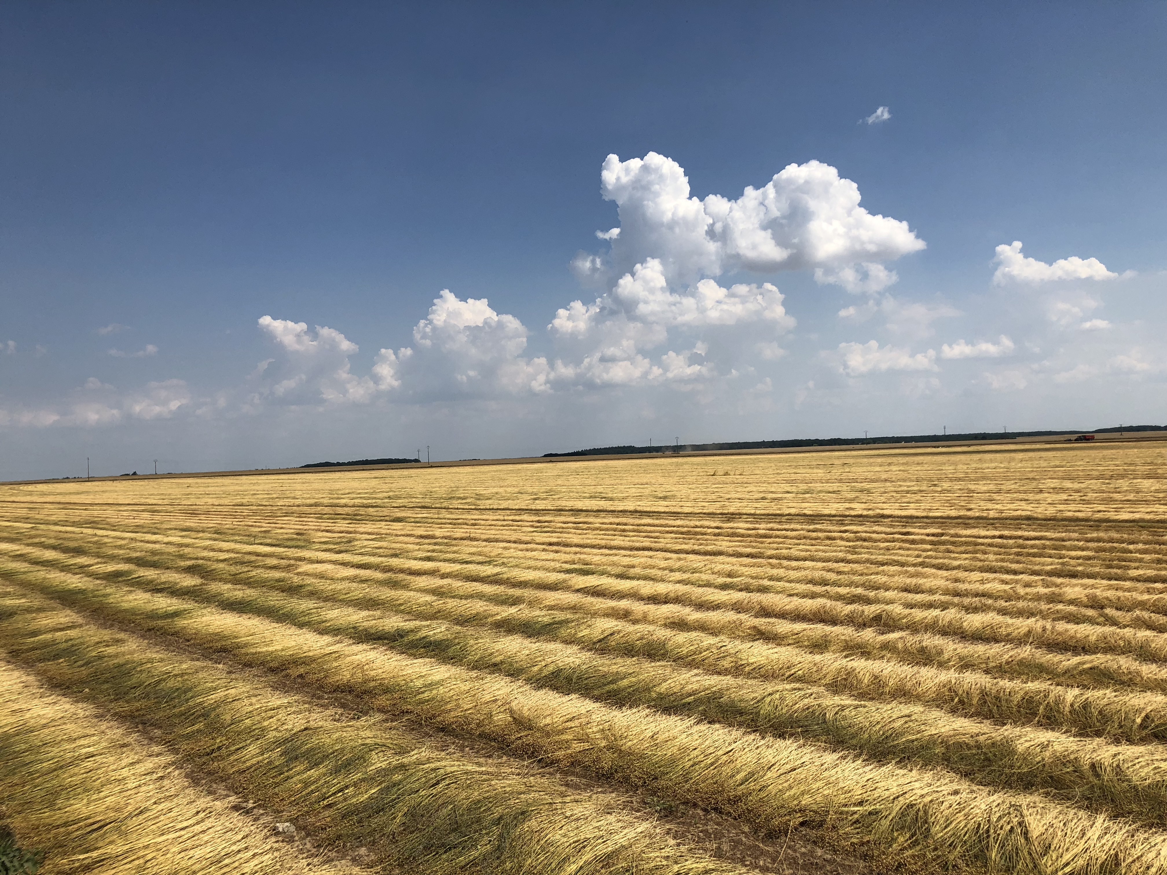 French Linen The Fields, The History, & Why It Is Truly Luxurious